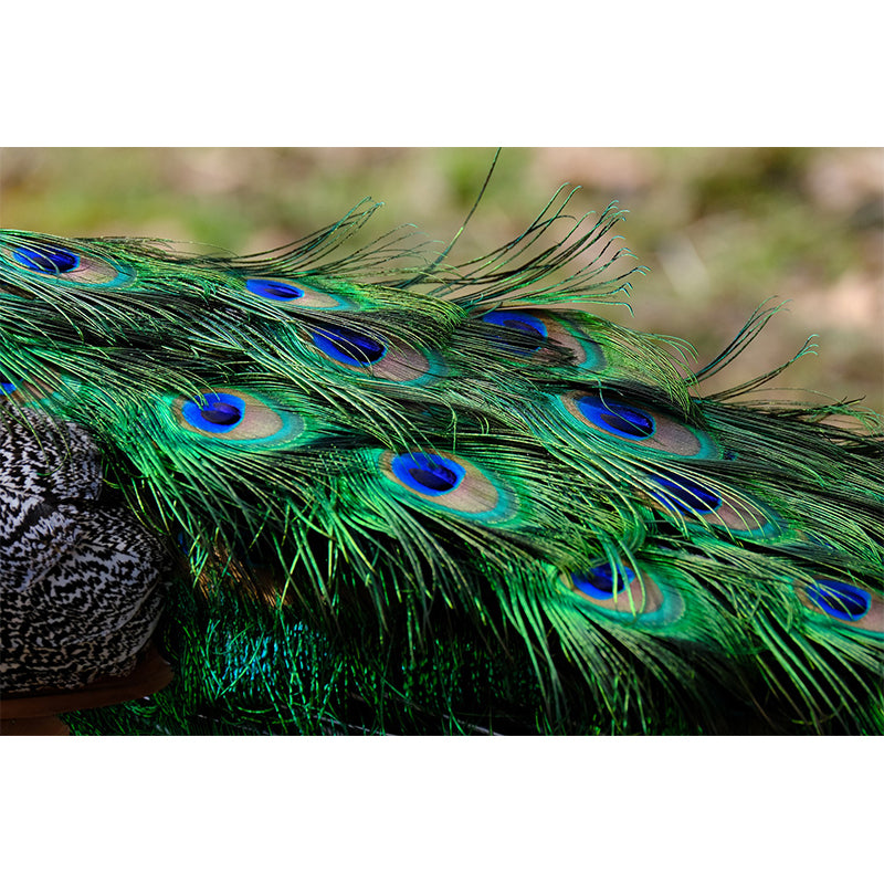 Peel and Stick Wallpaper Mildew Resistant Photography Feather Print Contemporary