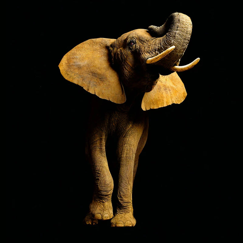 Photo Style Elephant Wall Art Extra Large Mural Wallpaper for Accent Wall, Personalized Size Available