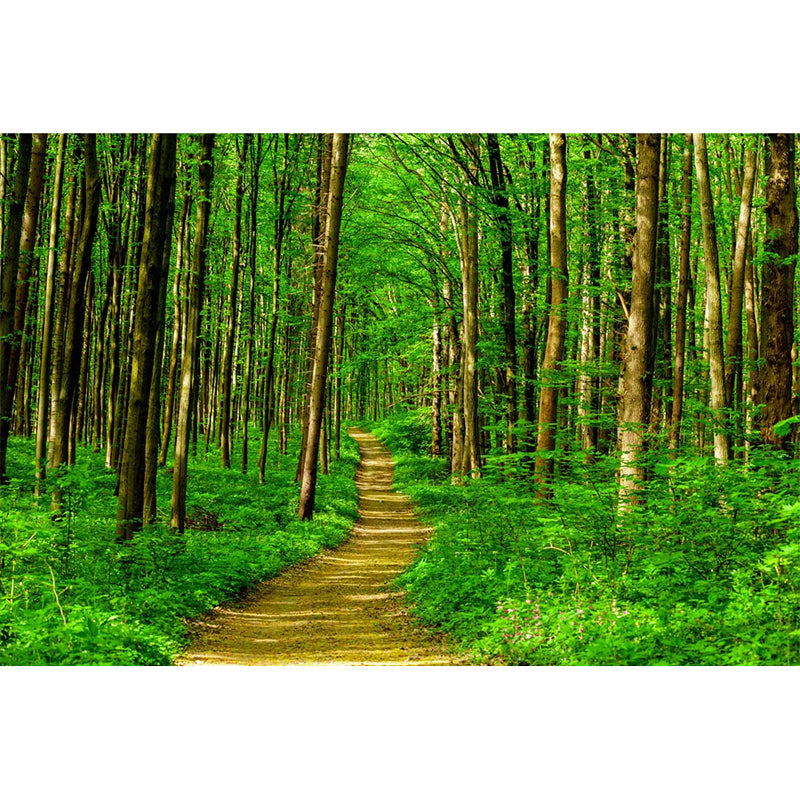 Extra Large Nordic Wall Mural in Green Jungle and Path Wall Covering, Made to Measure