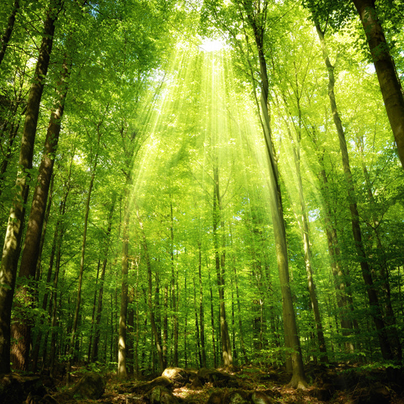 Waterproof Deep Jungle Mural Wallpaper Customized Size Modern Wall Covering for Home Decoration