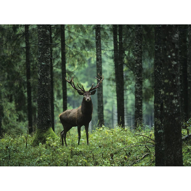 Large Size Contemporary Wall Murals Green Wild Deer in the Forest Patterned Wall Art