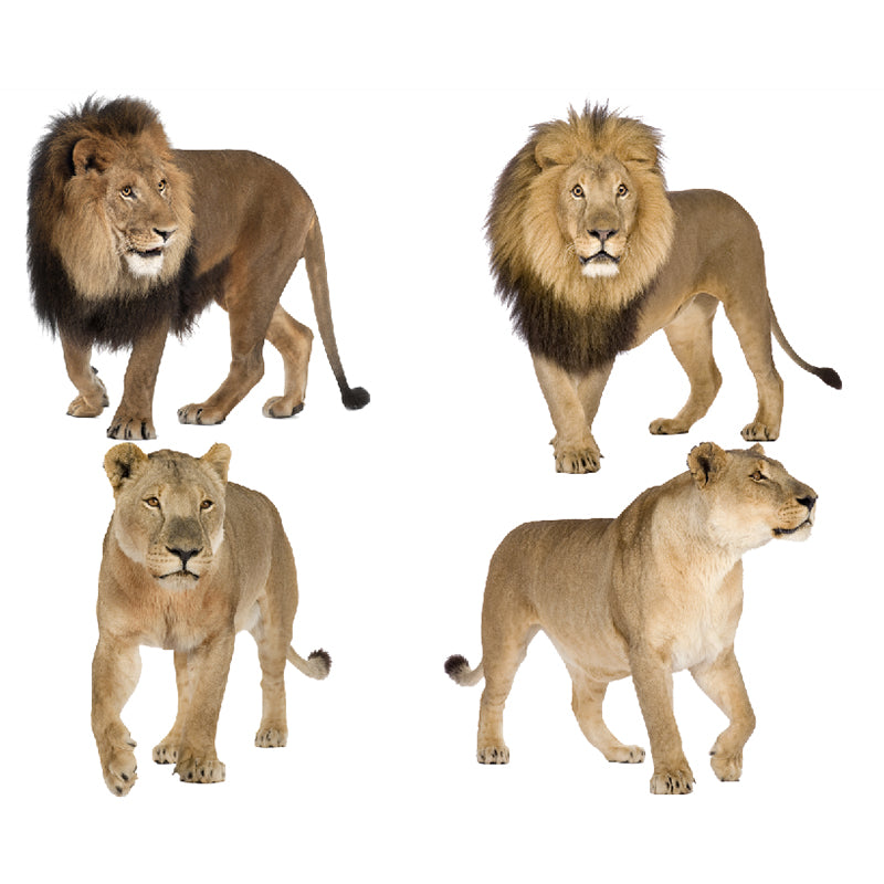 Photography Lions Mural Decal Whole Wall Covering for Accent Wall, Made to Measure
