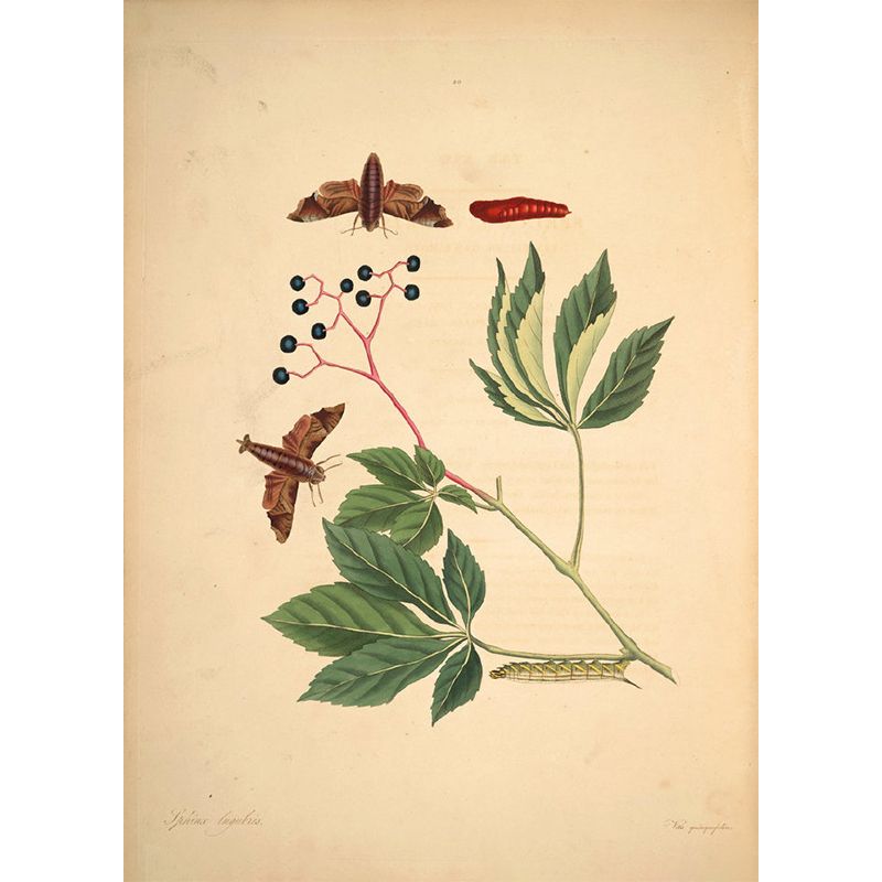 Big Botanical Branch Mural Wallpaper Decorative Modern Living Room Wall Covering