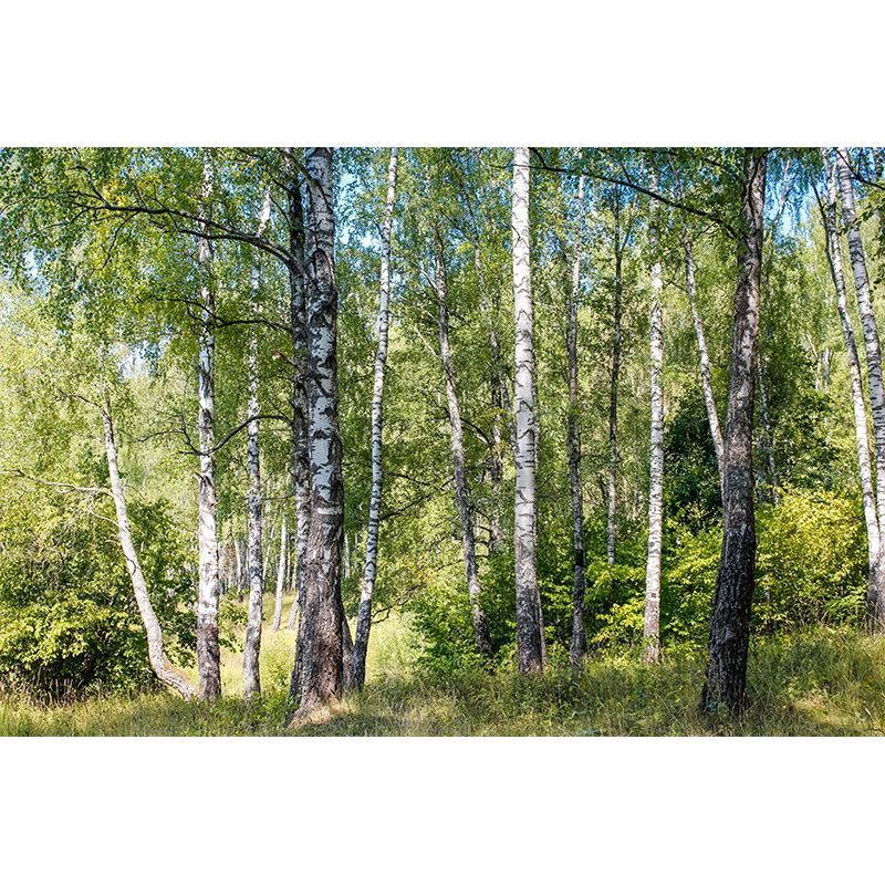 Beautiful Forest Mural Wallpaper Decorative Mildew Resistant Wall Decor