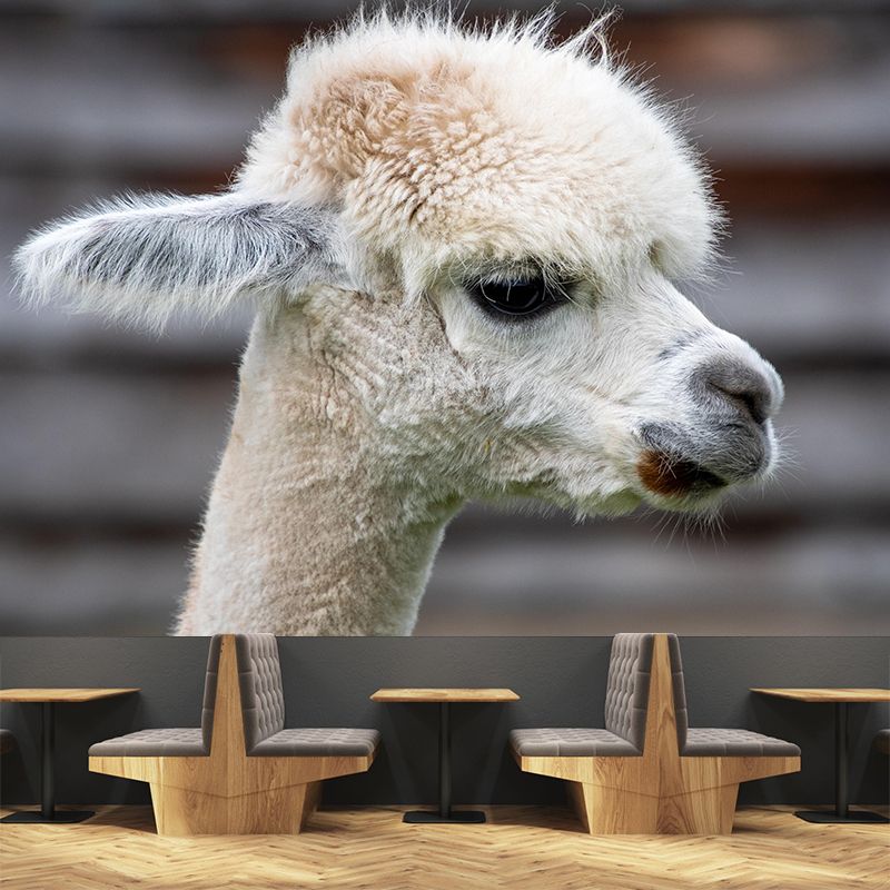 Alpaca Portrait Mural Wallpaper Contemporary Style Wall Covering for Living Room