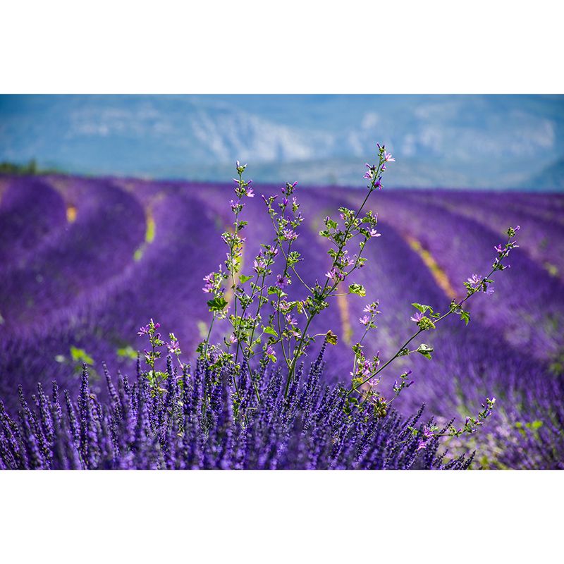 Purple Lavender Wall Mural Decals Home Decoration Sleeping Room Wall Decor