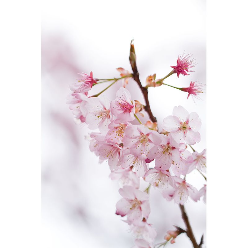 Water Resistant Cherry Mural Wallpaper Non-Woven Modern Wall Covering for House Interior