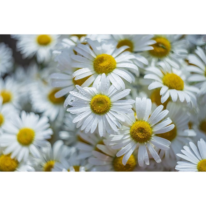 Chrysanthemum Wall Decor for Bedroom Moisture Resistant, Custom Size Available