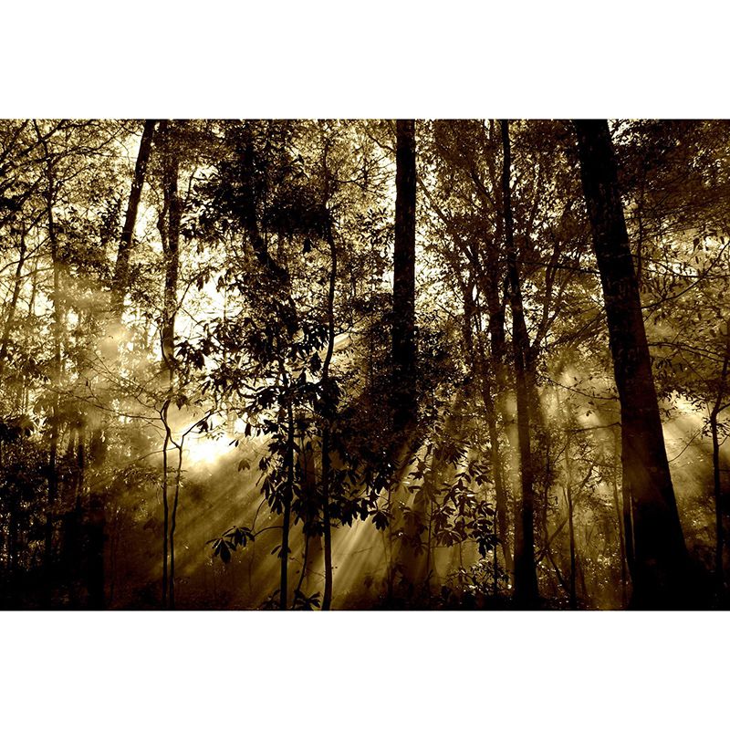 Forest Mildew Resistant Mural Wallpaper Sleeping Room Wall Mural