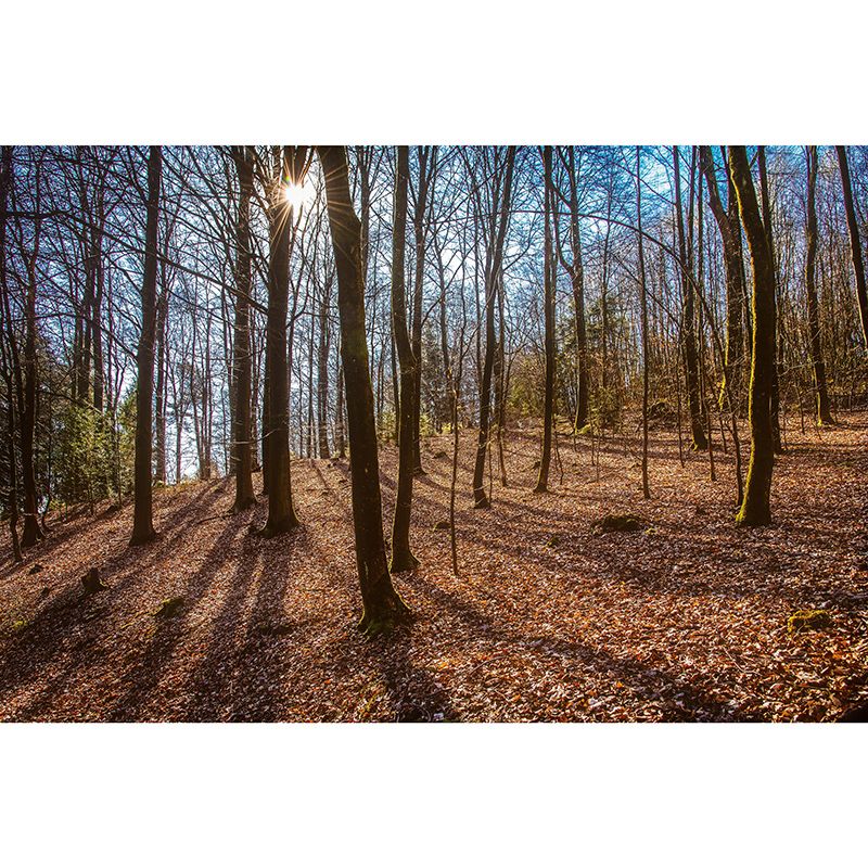 Living Room Contemporary Photography Forest Wall Mural Wallpaper Wall Covering