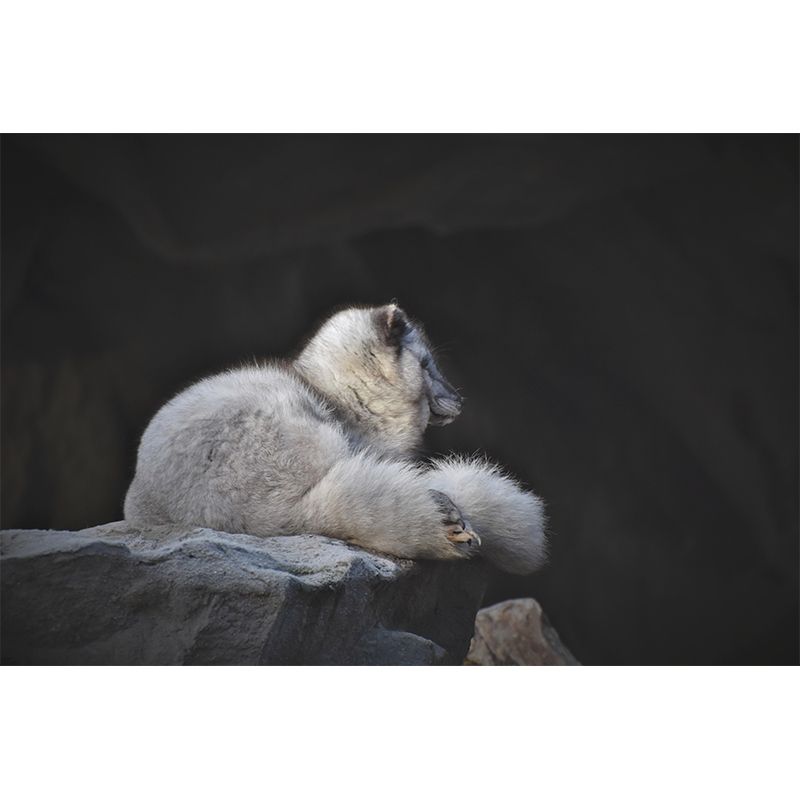 Photography Wild Animal Fox Mural Wallpaper Environment Friendly for Living Room