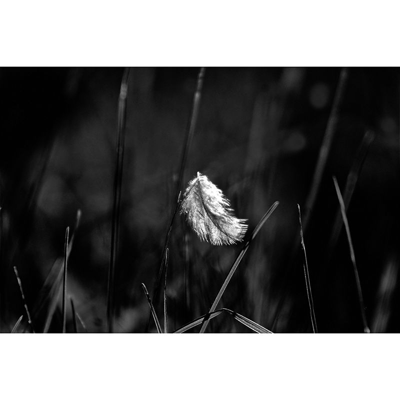 Beautiful Bird Feather Wall Mural Modern Mildew Resistant Wall Decor