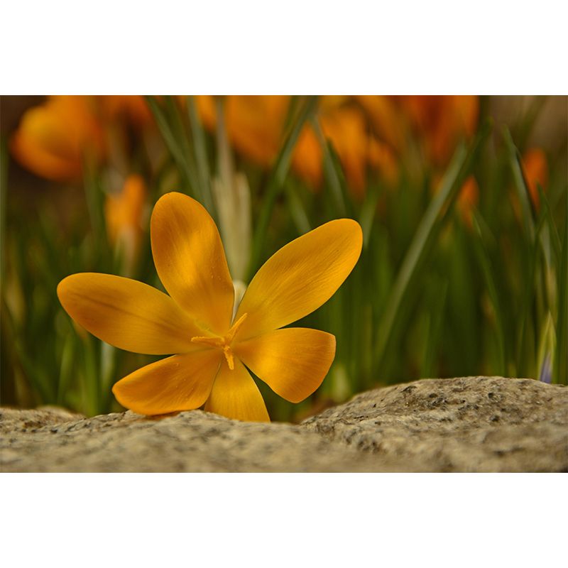 Blooming Saffron Mural Wallpaper Environmental Contemporary for Bedroom