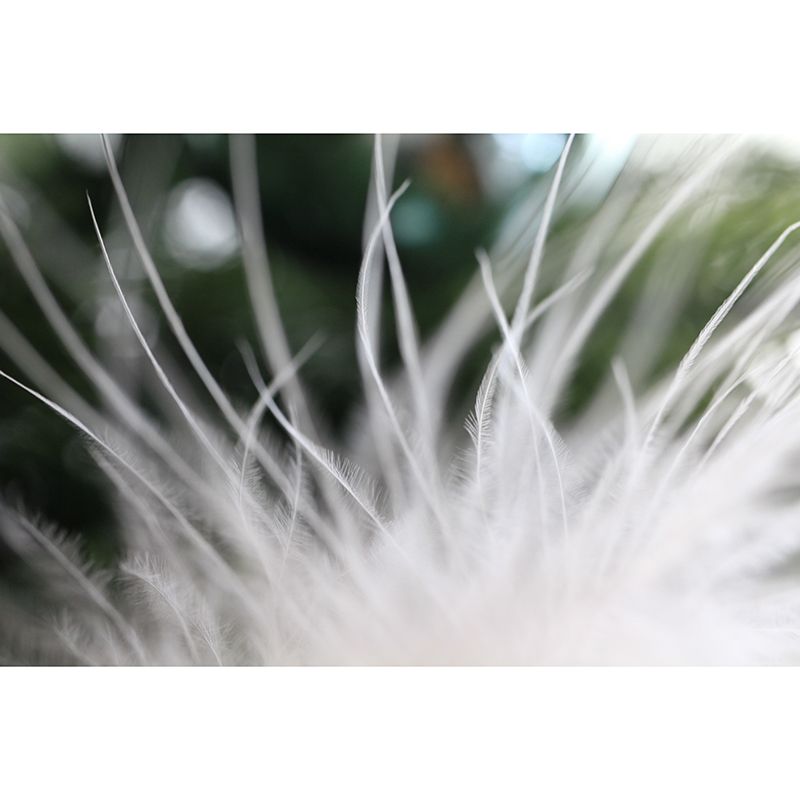 Contemporary Style Feather Wall Mural Home Decor for Sleeping Room, Stain-Resistant