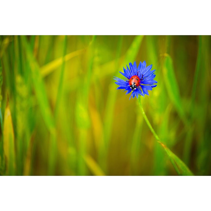 Customized Moisture Resistant Mural Wallpaper Decal Knapweed Wall Decor