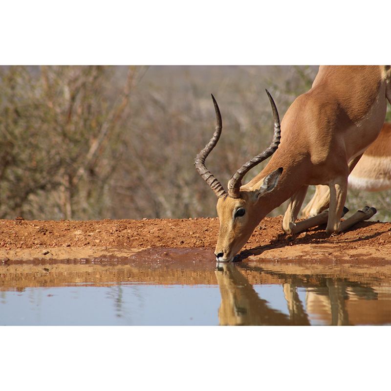 Photography Gazelle Mural Wallpaper for Sitting Room Decor Multiple Sizes Available