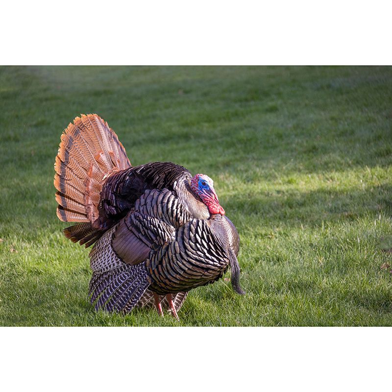 Customized Wild Turkey Wall Mural Horizontal Photography for Sleeping Room