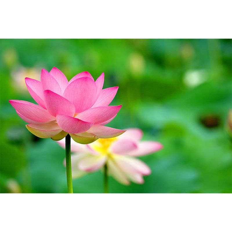 Lotus Wall Mural Stain-Proofing Home Decoration for Bedroom, Custom Size Available