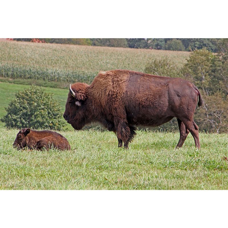 Bison Wall Covering for Sitting Room Water Resistant Mural, Made to Measure