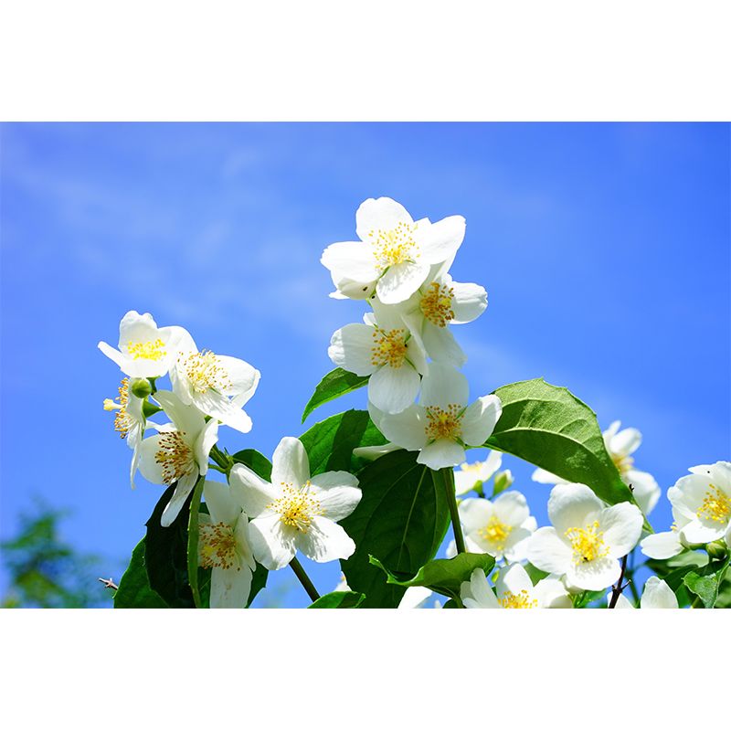 Customized Jasmine Mural Wall Covering Eco-friendly Wallpaper for Bedroom