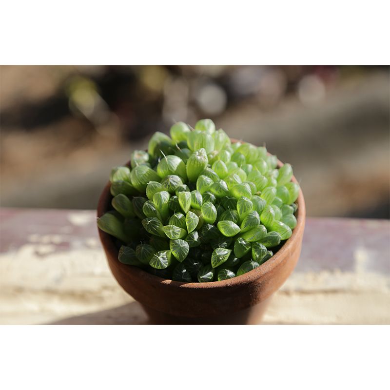 Green Plants Vinyl Wall Art Decor for Office Water Resistant, Custom Size Available