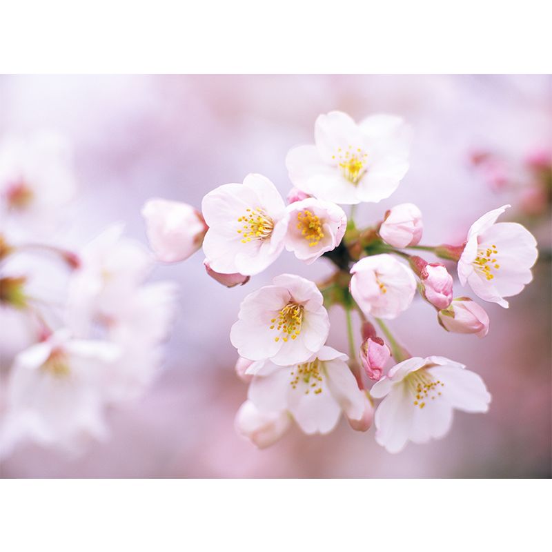 Huge Cherry Wall Mural for Bedroom Floral Print Wall Art in White for Home Decor