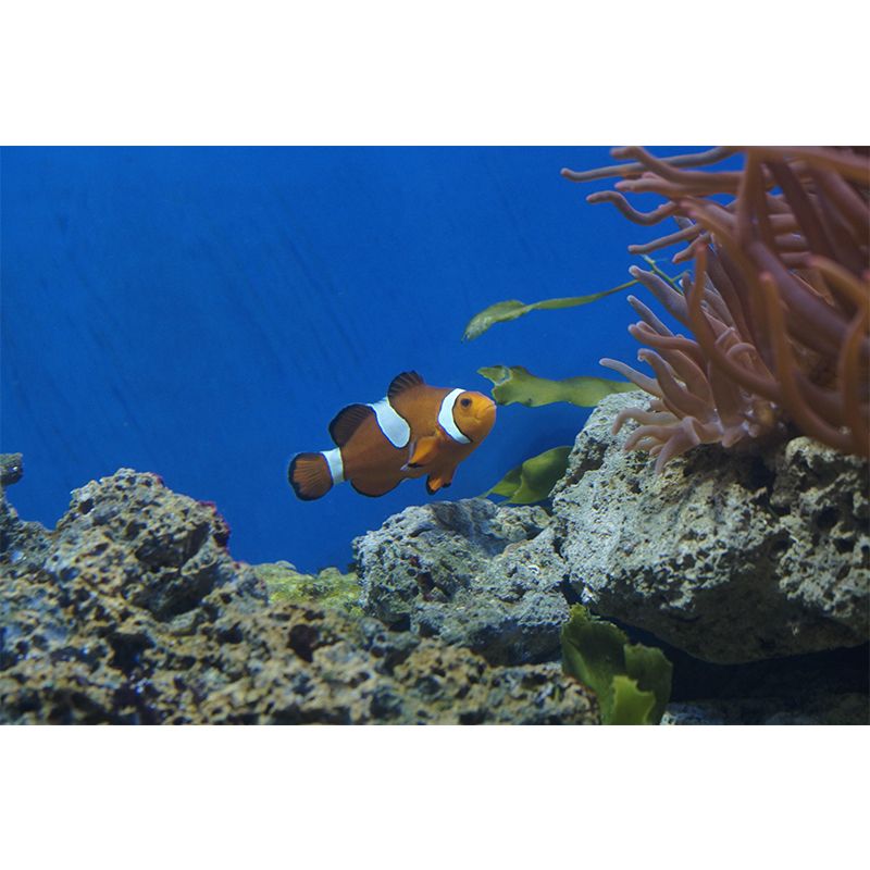 Seabed Wall Mural Wallpaper Tropical Beach Style Mildew Resistant for Living Room