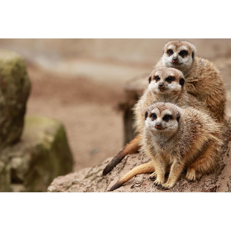 Contemporary Style Meerkat Mural Eco-friendly Wallpaper Wall Covering for Sitting Room