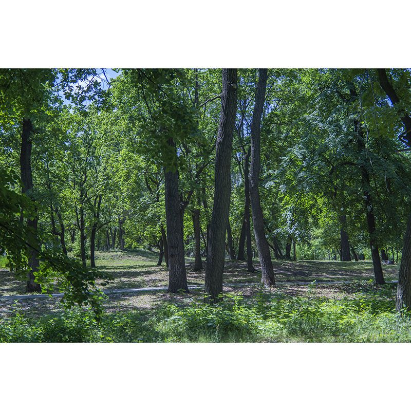 Customized Forest Mural Wall Covering Decorative Mildew Resistant for Reading Room