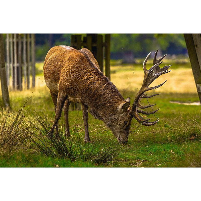 Deer Animal Mural Wallpaper Stain Resistant Wall Covering for Living Room