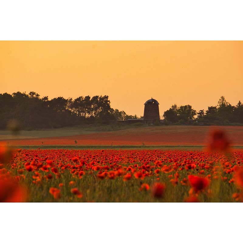 Customized Poppy Field Mural Wall Covering Decorative Mildew Resistant for Living Room