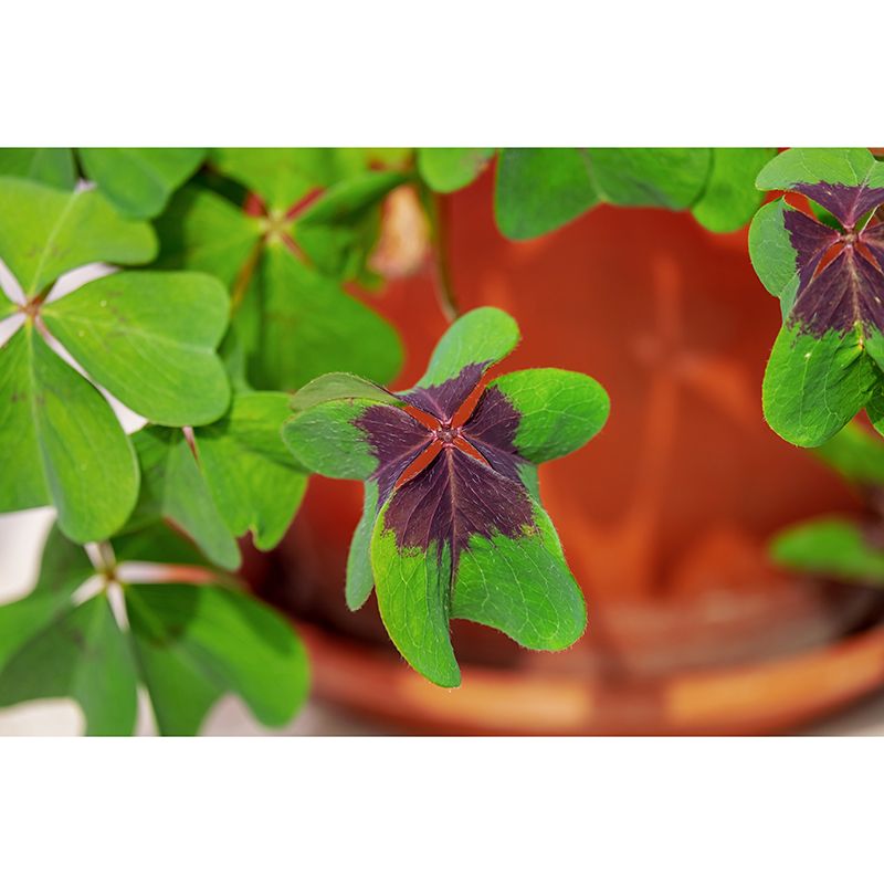 Clover Plant Mural Decal for Reading Room Study Room, Moisture Resistant