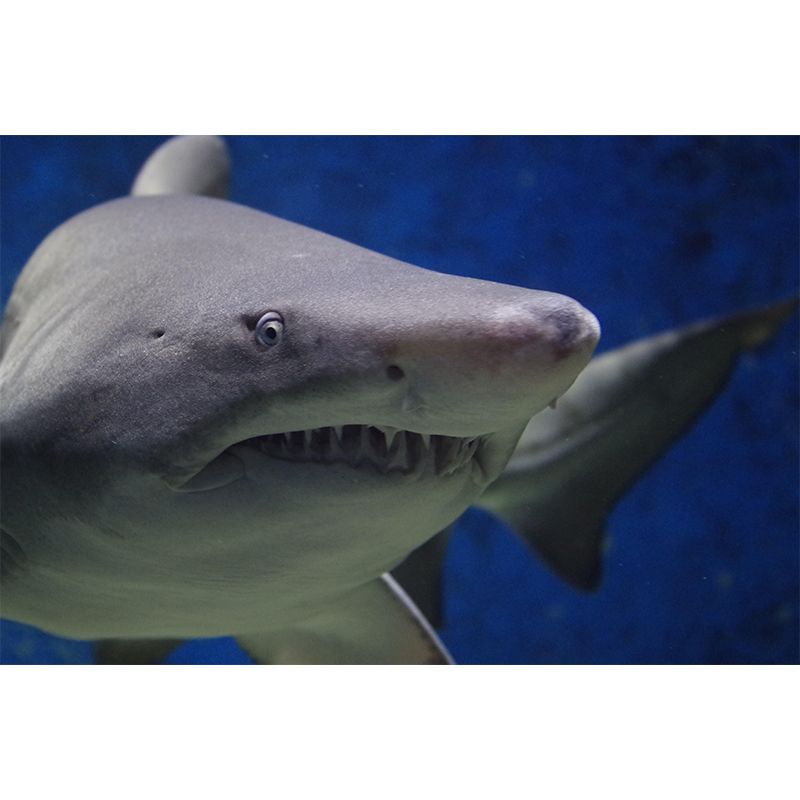 Photography Ferocious shark Mural Wallpaper Contemporary Wall Covering for Home Decoration
