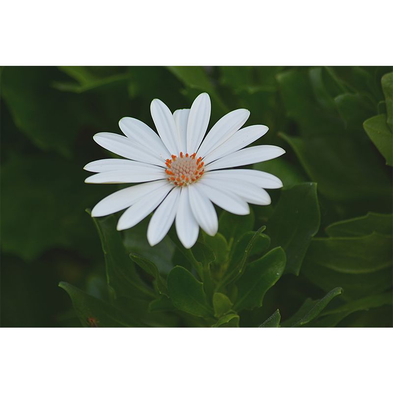 Soft Color Flower Wall Mural Decal Moisture Eco-friendly Wallpaper for Sitting Room