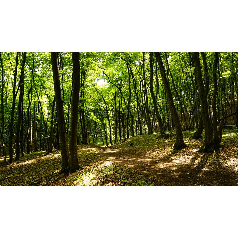 Modern Forest Trees Wall Mural for Sitting Room Bedroom Home Decor, Made to Measure