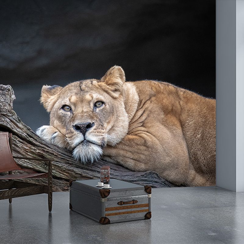 Lifelike Lion Wall Mural Decal for Sitting Room Stain Resistant, Custom Size Available