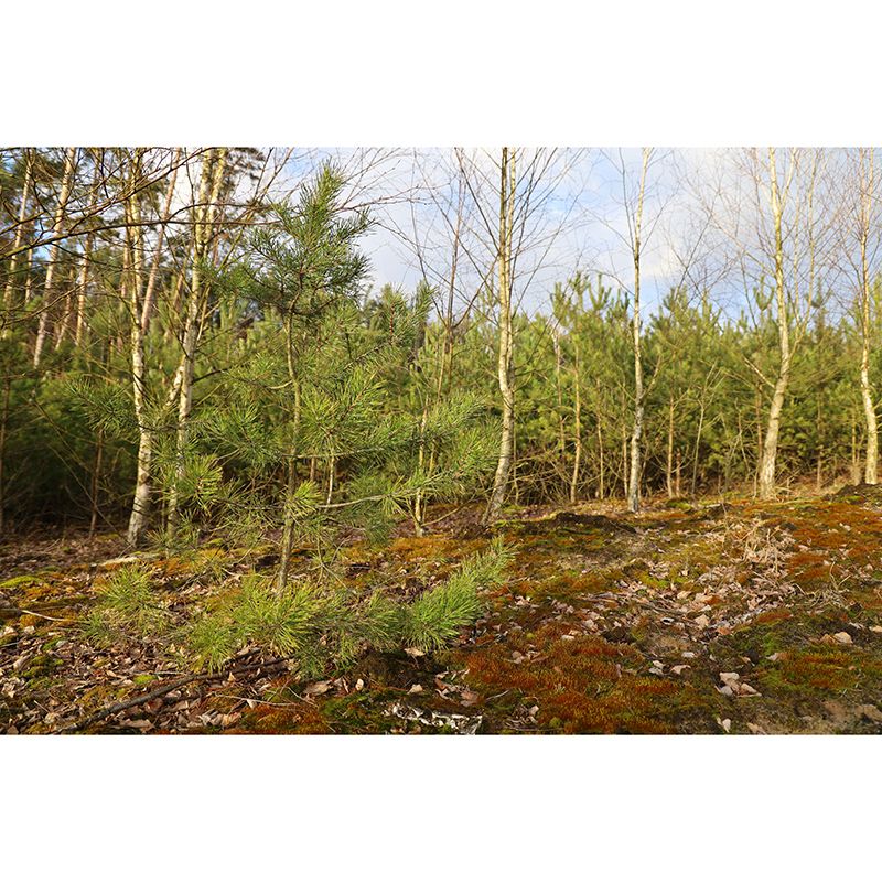 Simple Forest Wall Mural Decal Full Size Moisture Resistant, Made to Measure