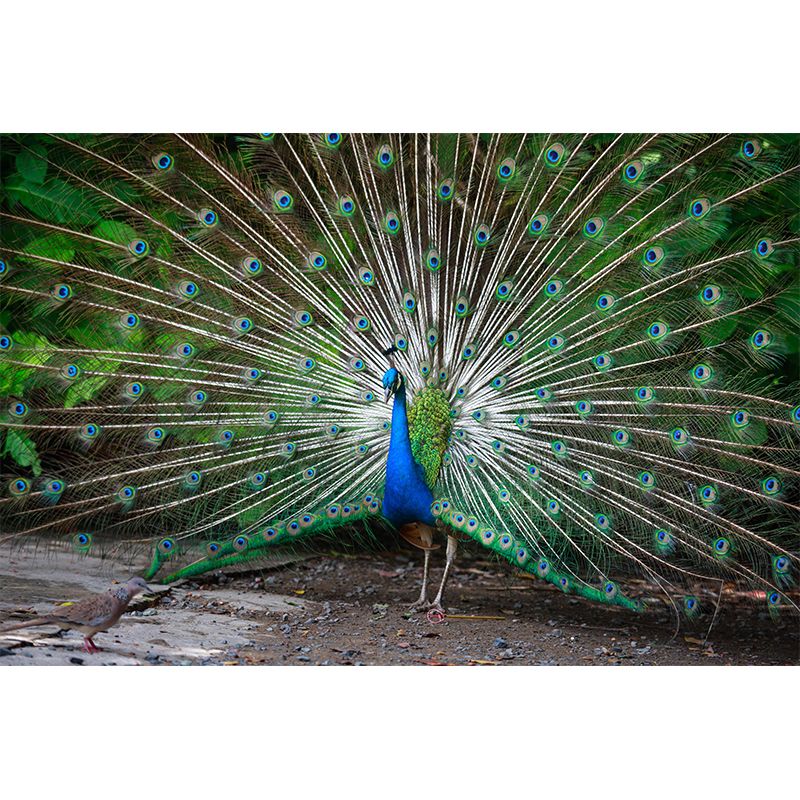 Haughty Peacock Mural Wallpaper Contemporary Style Wall Covering for Living Room