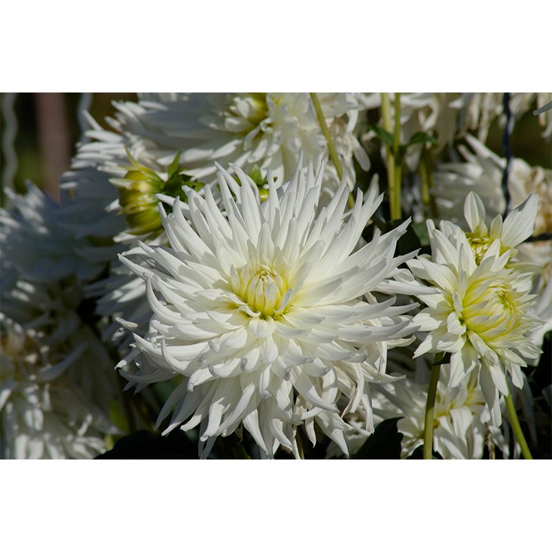 Bright Chrysanthemum Mural for Modern Living Room, Custom Size Available