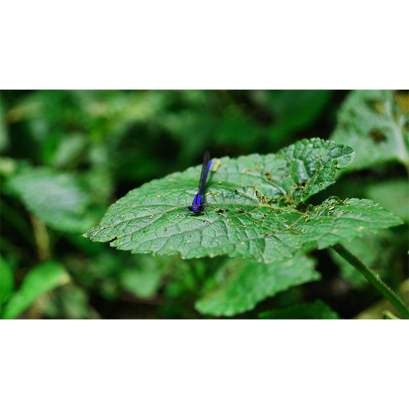 Customized Photography Dragonfly Mural Stain Resistant Wall Art for Dining Room