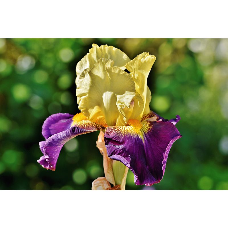 Customized Iris-Flower Mural Wallpaper Modern Wall Covering for Accent Wall