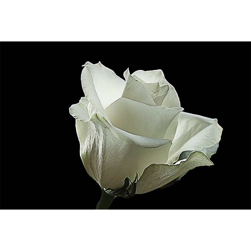 Washable Mural Wallpaper Flowers Photography Indoor Wall Mural