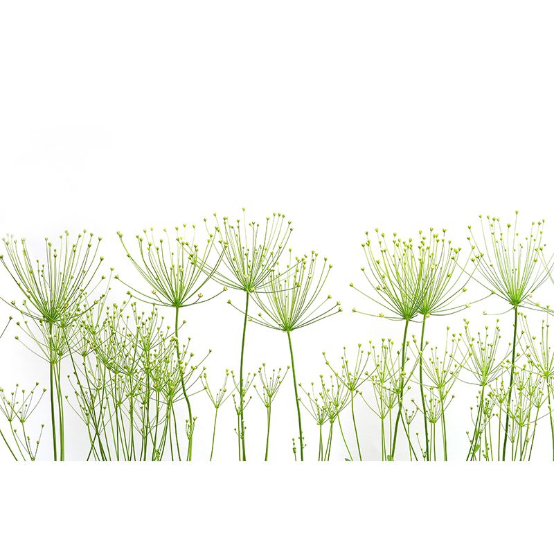 Environmental Wall Mural Wallpaper Plant Illustration Bedroom Wall Mural