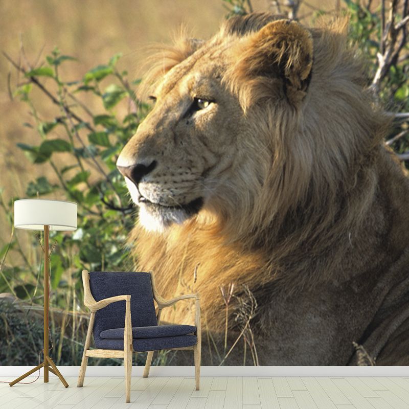 Large Lion Wallpaper Mural Modern Cool Wild Animal Wall Art in Brown for Living Room