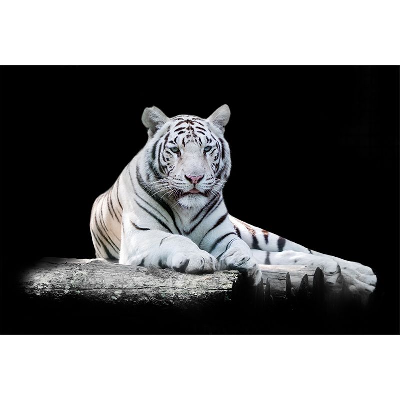 Modern Recumbent Tiger Mural Decal Black Dining Room Wall Decor, Custom Size Available