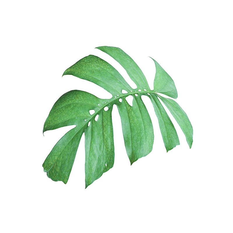 Tropical Leaf Plant Mural Stain Resistant Wall Covering for Room