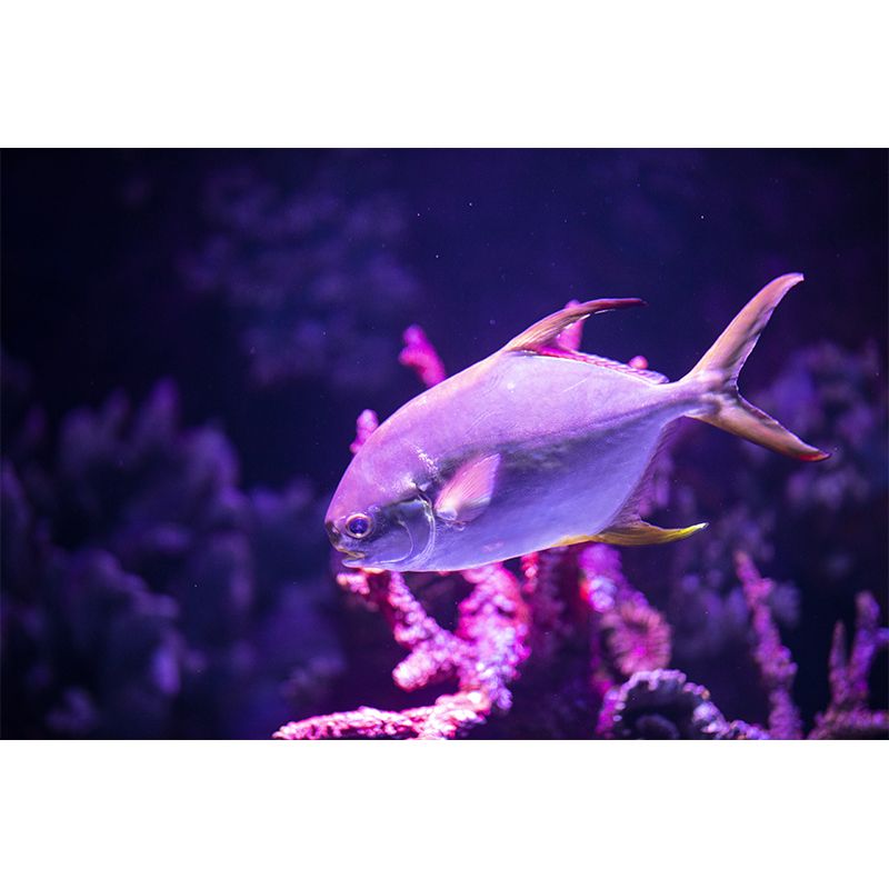 Interesting Underwater World Modern Wall Murals Wallpaper, Stain Resistant