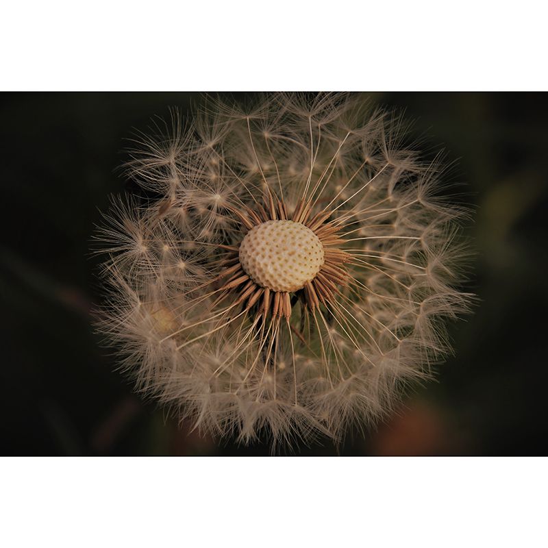 Dandelion Seed Wall Covering for Reading Room Bedroomm, Water Resistant