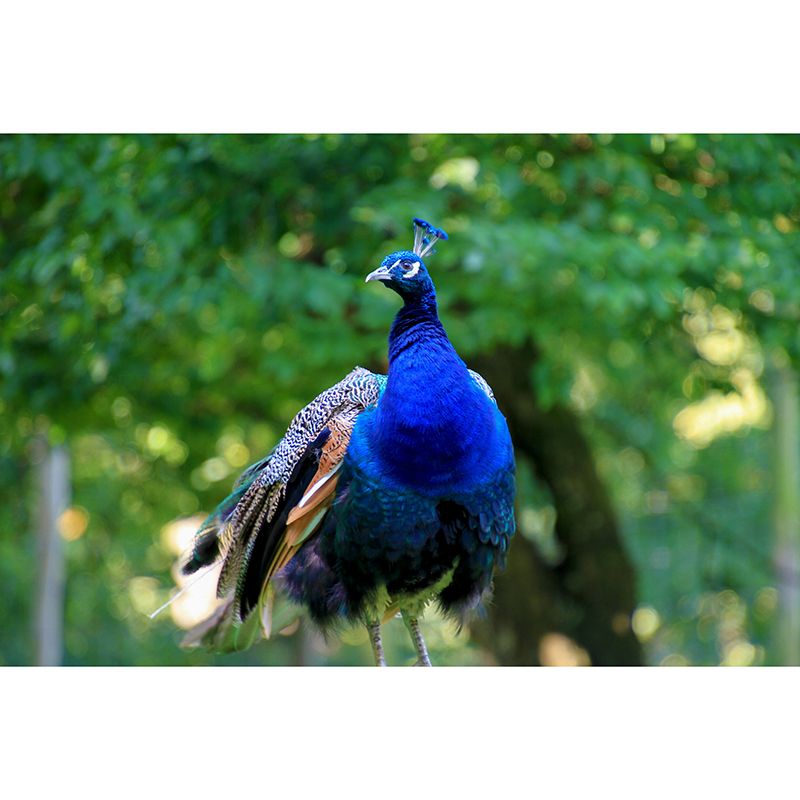 Blue Peacock Mural Wallpaper for Living Room Moisture Resistant, Custom Size