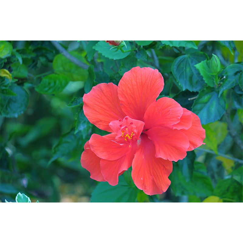 Customized Blooming Hibiscus Mural Wallpaper Contemporary for Guest Room Decor